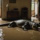 crocodile enters flooded home