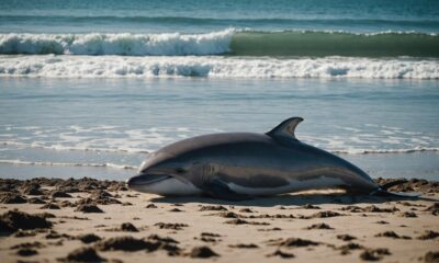 dolphin death raises concerns