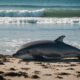 dolphin death raises concerns