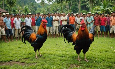 bali cockfighting tradition laws