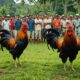 bali cockfighting tradition laws