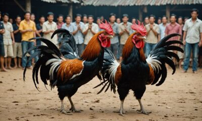 cockfighting legal status thailand