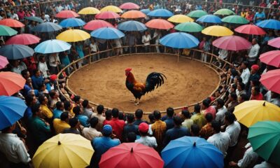 legal cockfighting online platforms